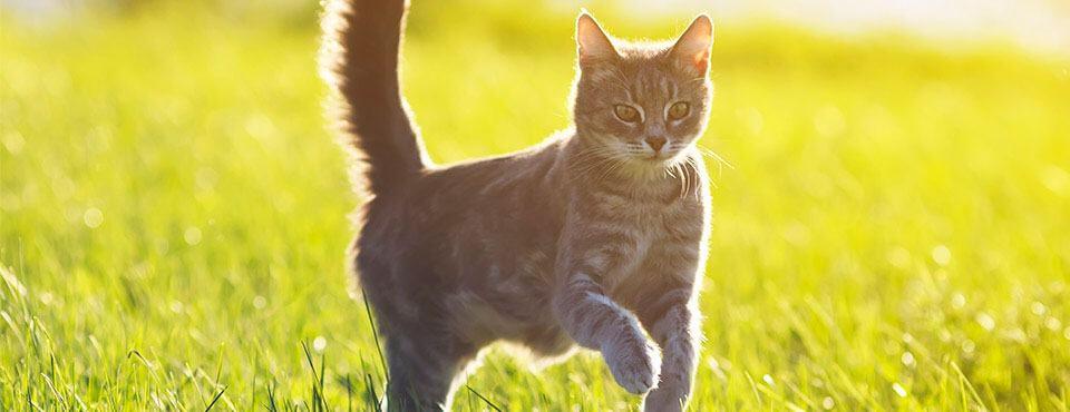 Ciekawostki o kotach - 10 zaskakujących faktów o kotach