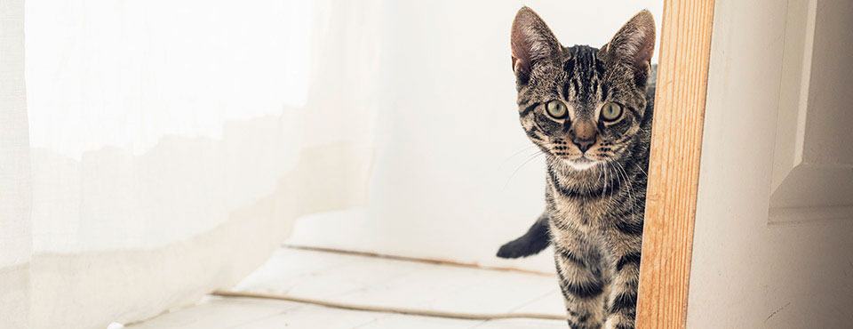 Jak zabezpieczyć dom, w którym żyje kot? Przewodnik