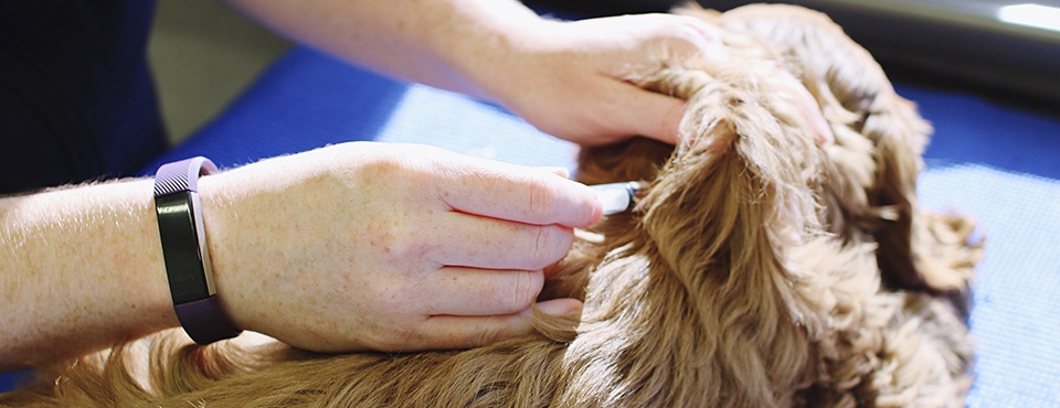 Szczepienie psa - kiedy i jakich szczepień potrzebuje Twój pies