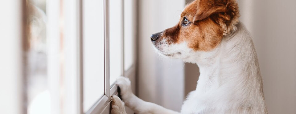 dog-separation-anxiety