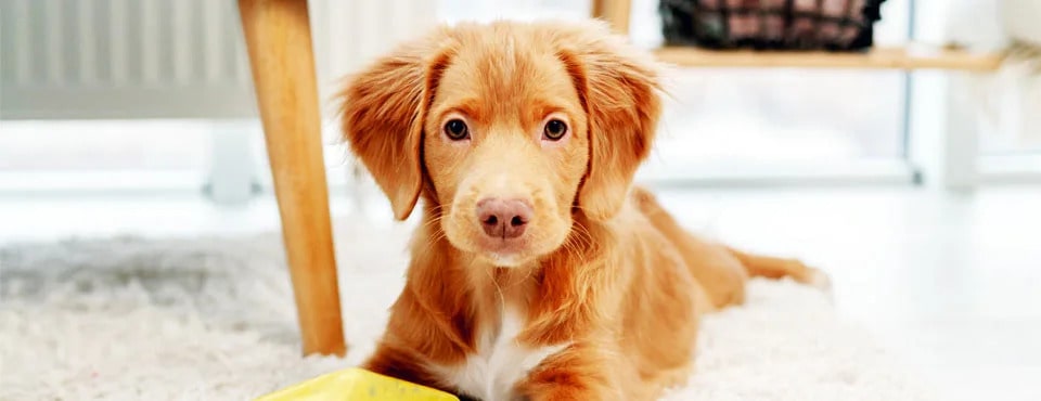 Canine distemper