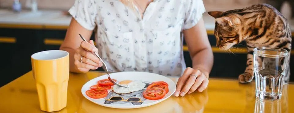 Żywność przeznaczona dla ludzi, którą nie można karmić kota