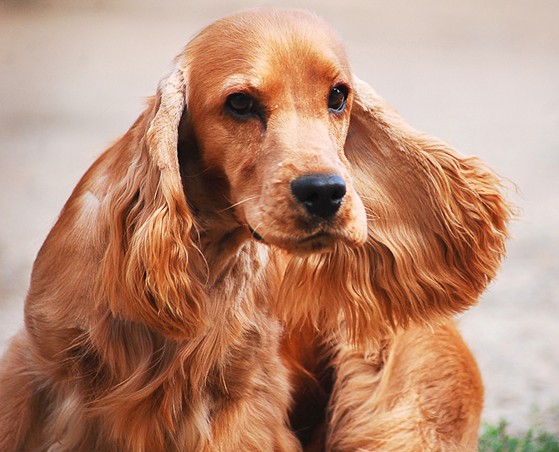 Adopcja psa - porady dla właścicieli na pierwsze tygodnie z nowym pupilem