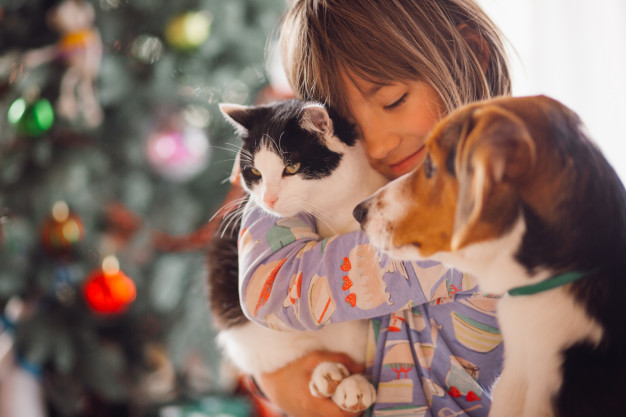 Jak pomóc zwierzętom w schronisku podczas Świąt Bożego Narodzenia?
