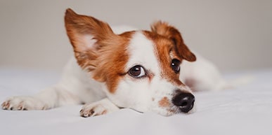 Zapalenie ucha u psa - objawy, przyczyny, konsekwencje