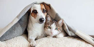 Właściwe stosowanie leków u psów i kotów