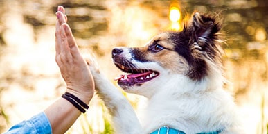 wiczenia z ukochanym zwierzakiem - 5 przykładów, jak uprawiać sport ze swoim psem