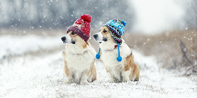 Pies zimą - jak przygotować pupila na chłodniejsze dni?