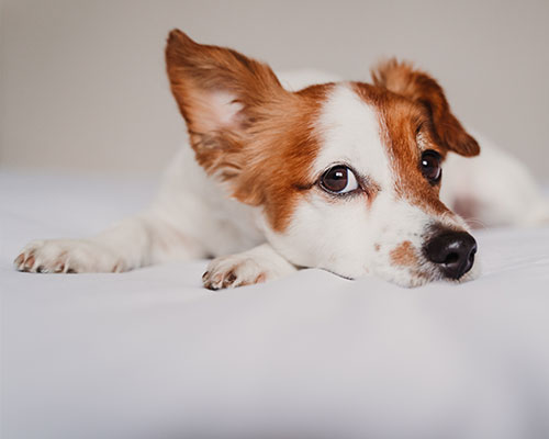 Zapalenie ucha u psa - objawy, przyczyny, konsekwencje 