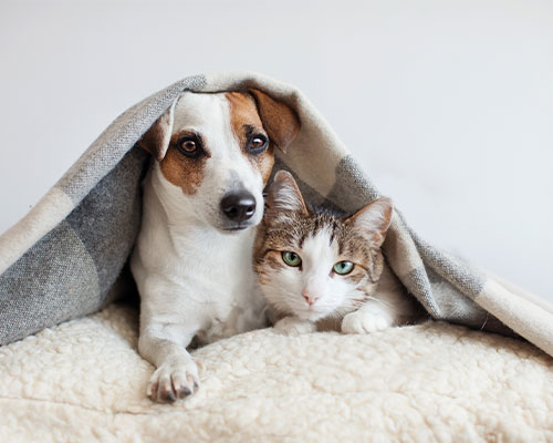 Właściwe stosowanie leków u psów i kotów