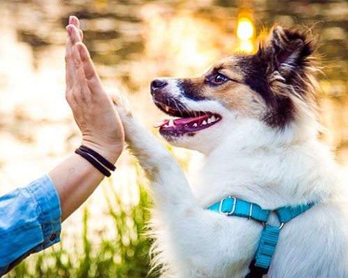 wiczenia z ukochanym zwierzakiem - 5 przykładów, jak uprawiać sport ze swoim psem