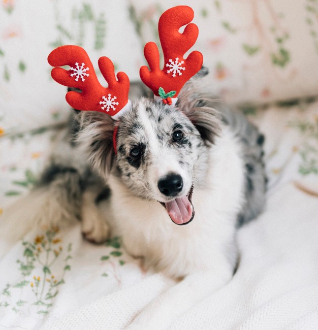 Święta z psem - sposoby na wyjątkowe Boże Narodzenie dla pupila