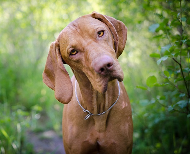 Choroby uszu u psa - przyczyny, objawy, leczenie