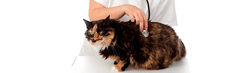Kot w lecznicy weterynaryjnej