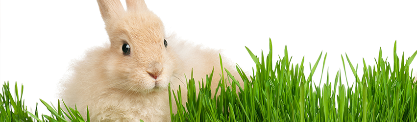 Wskazówki i porady dla właścicieli królików