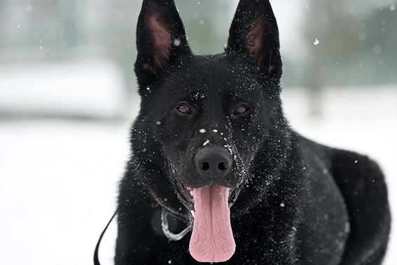 Alergia u psa w zimie - przyczyny, objawy, leczenie