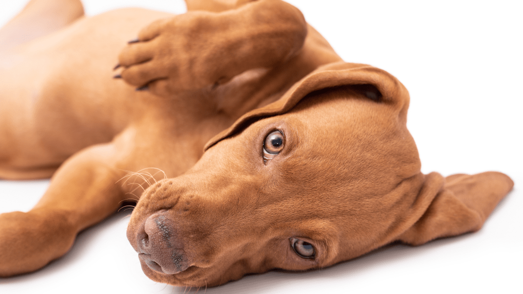 Atopowe zapalenie skóry u psa